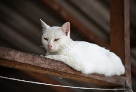 自然猫咪白肖像独特图片