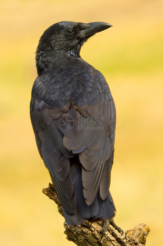 CarrionCrowCorvuscoronecorone西班牙森林卡斯蒂利亚和莱昂西班牙欧洲生态系统西班牙语肖像图片