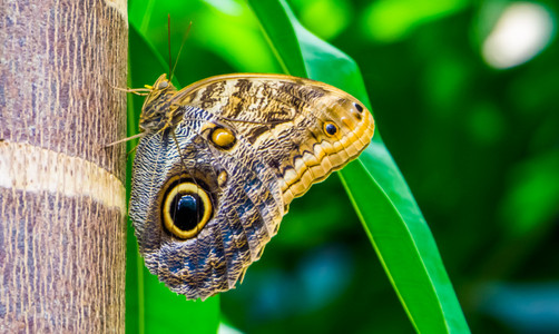 森林巨型猫头鹰蝴蝶美丽的热带洲昆虫品种的大型闭合物昆虫学漏洞图片