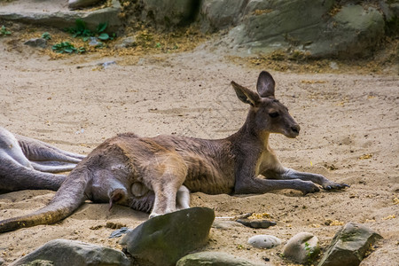 东袋鼠男子在沙滩上躺下的肖像可见生殖器澳大利亚的马苏比灰色可爱草食图片