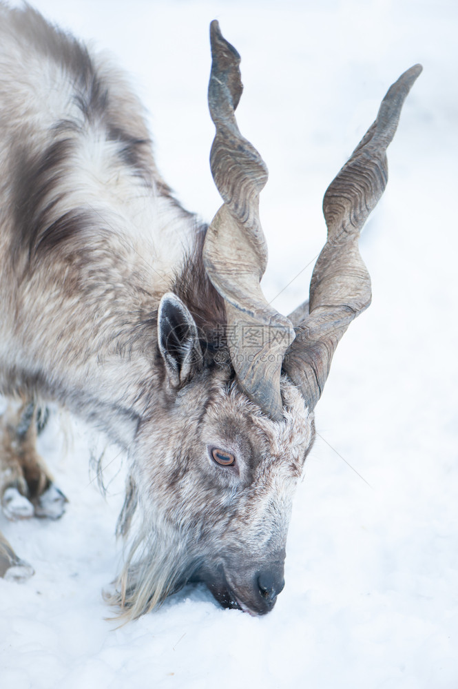 MarkhorCaprafalconeri肖像画在自然冬季背景上雄大角野生动物种棕色的图片
