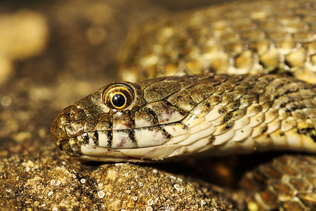 爬虫罗马尼亚NatrixTessellata的骰子蛇头动物图片