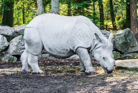 苹果浏览器独角兽灭绝印度的犀牛美丽动物特写肖像稀有濒危物种图片