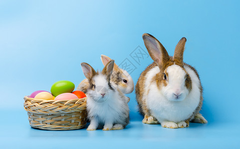 可爱兔子和彩色蛋图片