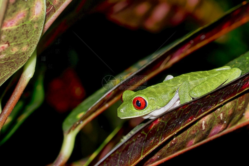 环境生物多样红眼树青蛙阿加利赫尼斯喀米地亚热带雨林科瓦多公园奥萨保护区半岛哥斯达黎加中美洲绿图片