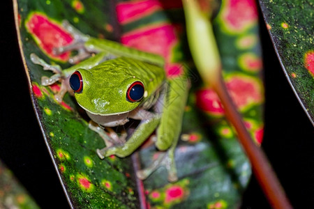 赫索尼斯红眼树青蛙阿加利赫尼斯喀米地亚热带雨林科瓦多公园奥萨保护区半岛哥斯达黎加中美洲动物群野生森林背景