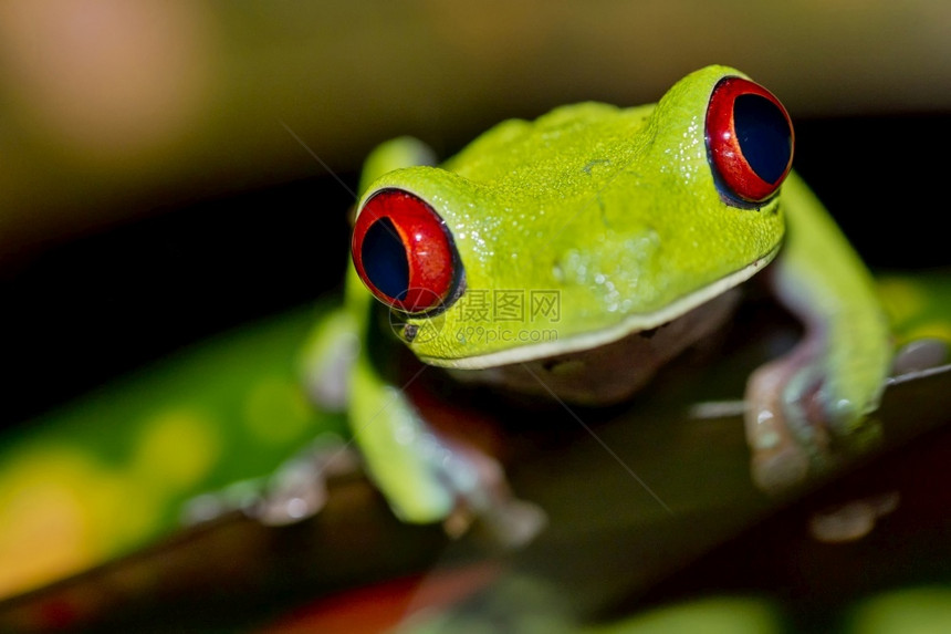 自然动物学红眼树青蛙阿加利赫尼斯喀米地亚热带雨林科瓦多公园奥萨保护区半岛哥斯达黎加中美洲绿图片