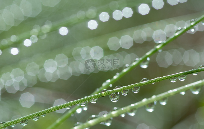 叶子湿的植物草与雨滴浇水坪雨模糊背景与水滴特写环境概念草与雨滴浇灌坪自然图片