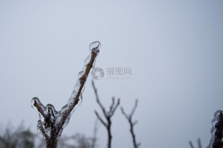 冬季冷冻雨之后的冰川树分支完全封装在玻璃中季节透明冰冷图片