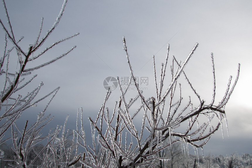 抽象的冬季冷冻雨之后的冰川树分支完全封装在玻璃中乡村的霜图片
