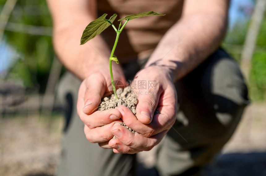 年轻的人手握着种子树在土壤中植高品质的光照人手持有种子树在土壤中植保护幼苗图片