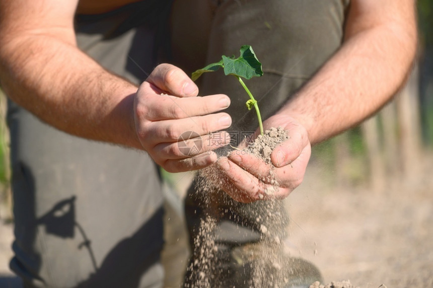 人手握着种子树在土壤中植高品质的光照人手持有种子树在土壤中植生长幼苗关心图片