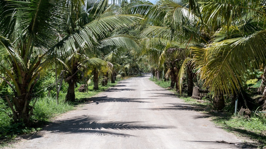 岛美丽的热带夏季椰子棕榈树花园有泥土路旅行图片