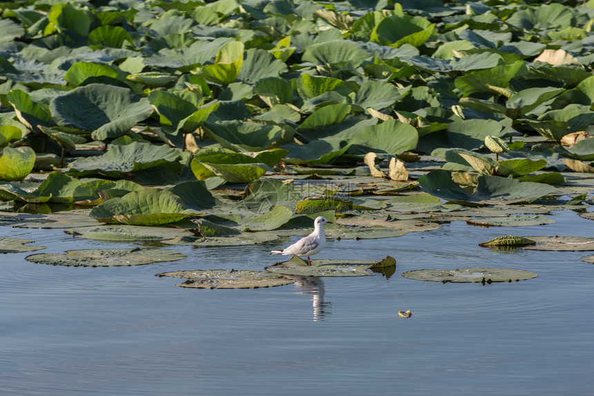 公园地平线白海鸥对着绿莲花叶在白海河上沟对着绿莲花叶野生动物图片