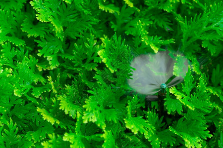 技术叶子自动草坪喷洒灭水器用浇灌绿色植物Sprinkler配有自动系统的园林灌溉为草地Sprinkler系统供水维护服务农业图片