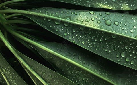 初雨绵绵分支绿色树叶上的纯净水滴绿色树叶上的纯雨滴选择焦点启动机概念初亮的动力概念雨林质地背景