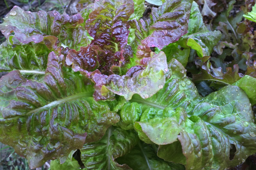 夏末的蔬菜花园后院食物植图片