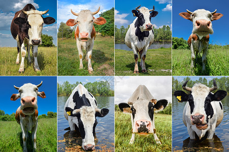 乳制品黑色的户外牧场上放牛和的肖像拼贴农场动物概念牧上牛和的拼贴图片