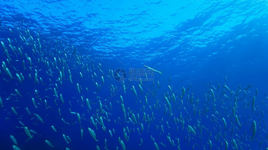 深蓝海的鱼类学校阳光特内里费正念图片