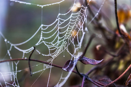 春天带有水滴的蜘蛛网特写带有水滴的蜘蛛网美丽乡村的图片