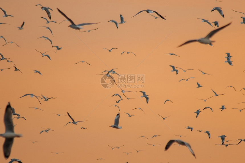 地平线自由海鸥在日落时飞翔的休眠野生动物图片