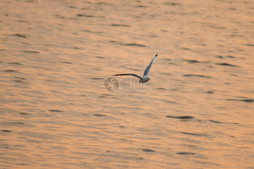 颜色飞行海滩鸥在日落时飞翔的休眠图片