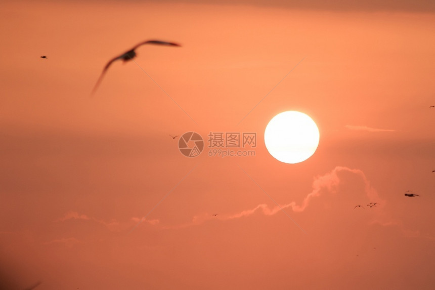 景观海洋鸥在日落时飞翔的休眠颜色图片