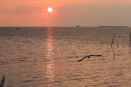 日落时飞翔的海鸥图片