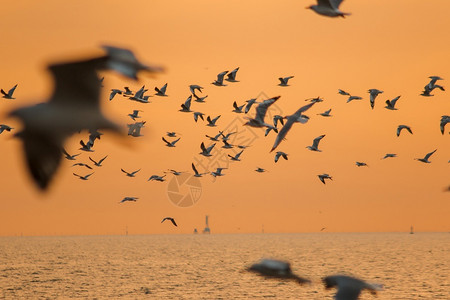 日落时海上飞翔的海鸥图片