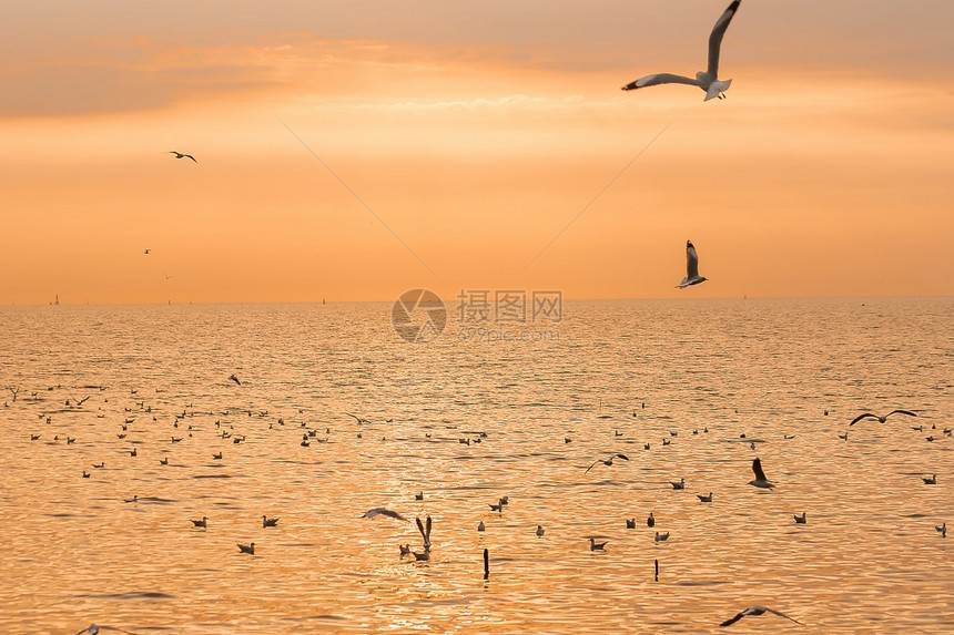 美丽蓝色的飞行海鸥在日落时飞翔的休眠图片