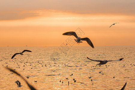 金的海鸥在日落时飞翔的休眠太阳轮廓图片