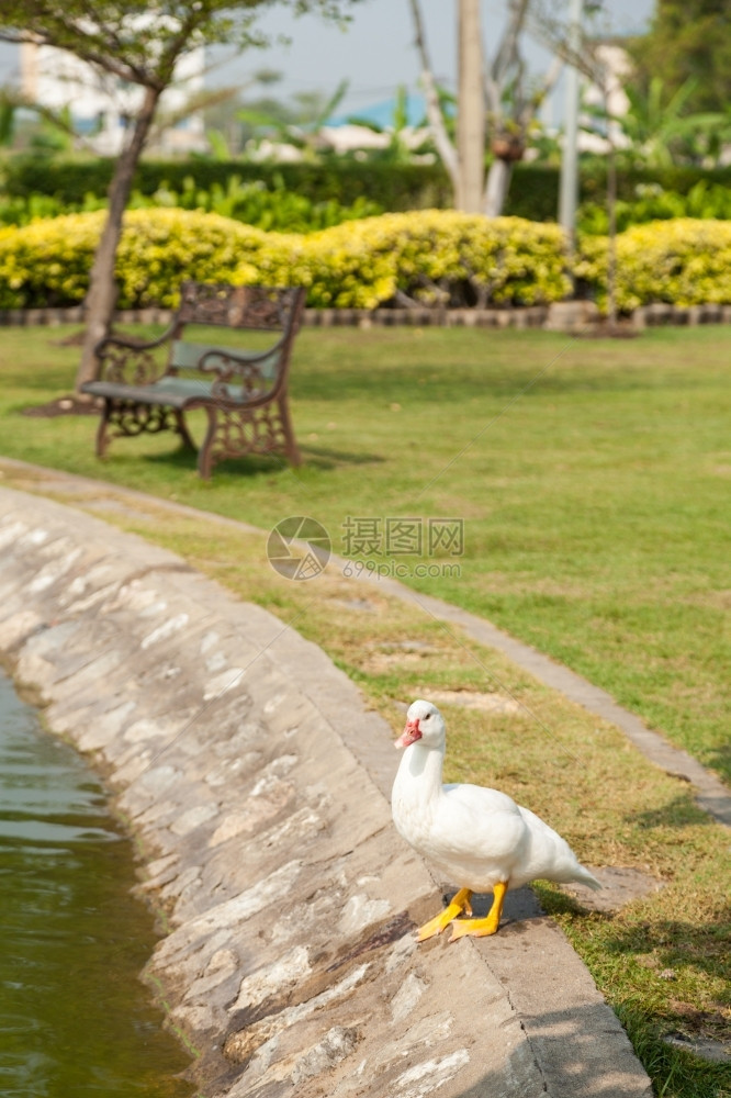 白鸭在公园里保持井水的花园里自然嘎叫农场图片