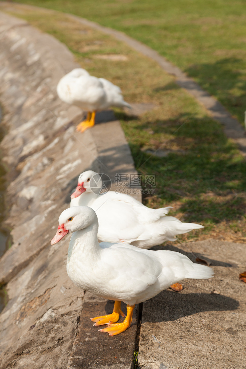 白鸭在公园里保持井水的花园里乡村鸡野生动物图片