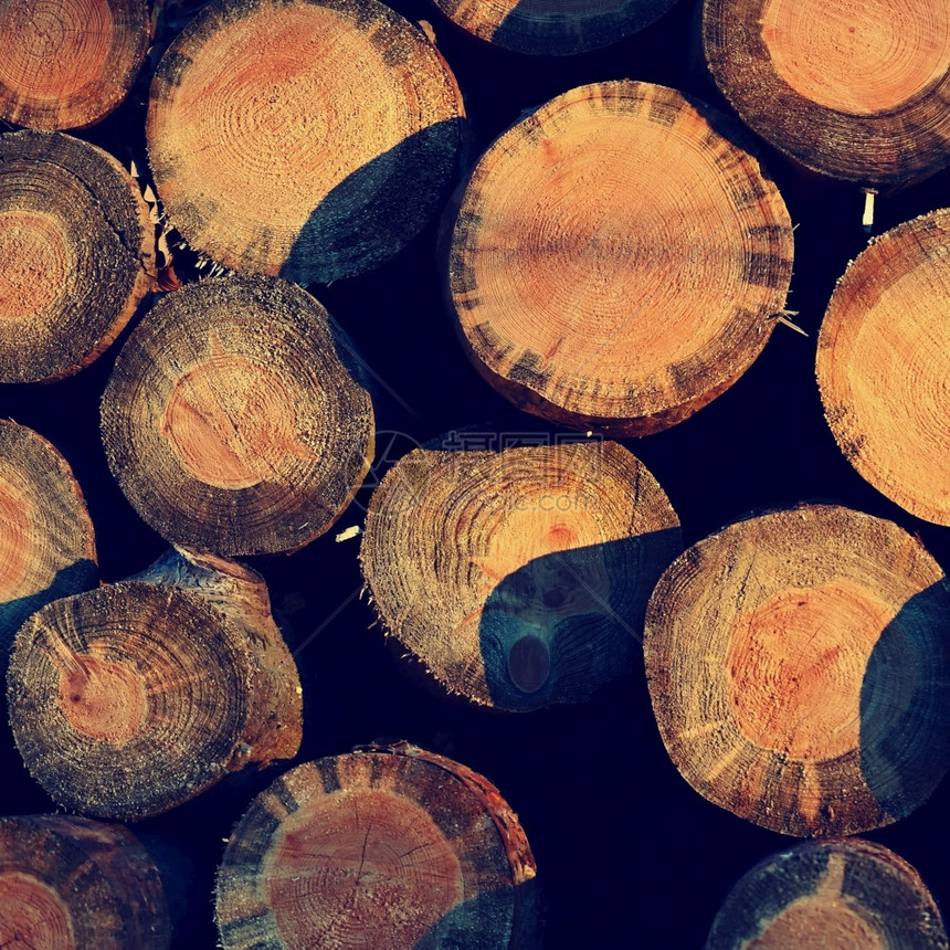 日落时冬季森林中的木用于供暖桩可再生环境图片