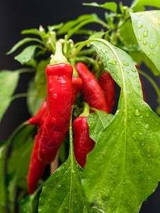 调味品红色的辣椒在绿叶上滴水雨过后在蔬菜草地上捕捉冷却剂销售图片