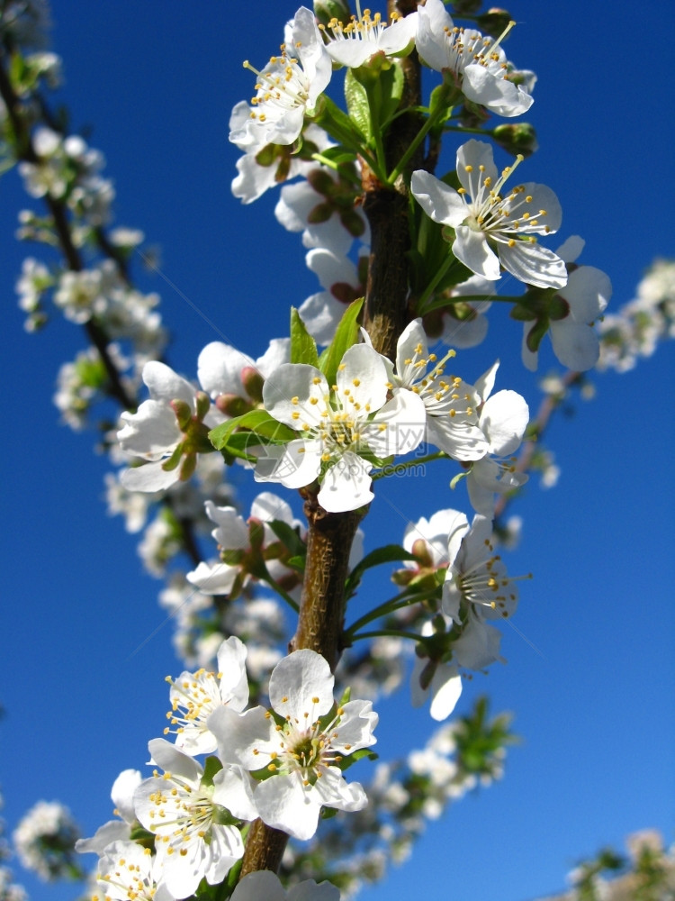 自然树上的樱桃光辉一种香气图片