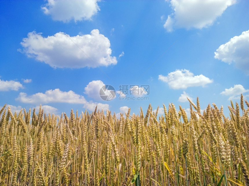 美丽的健康金麦田背景蓝天金麦田收成图片