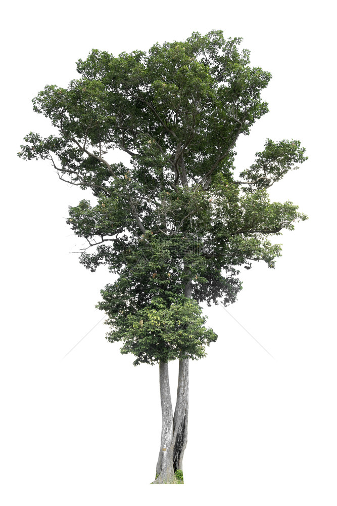 植物学白色背景上隔离的树木用于设计并有剪切路径的热带树和小路绿化图片
