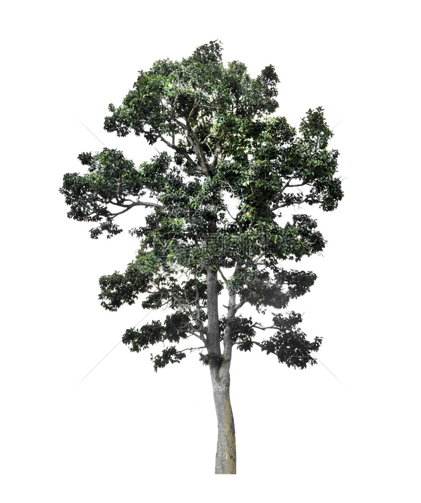 白色背景上隔离的树木用于设计并有剪切路径的热带树和春天单身的为了图片