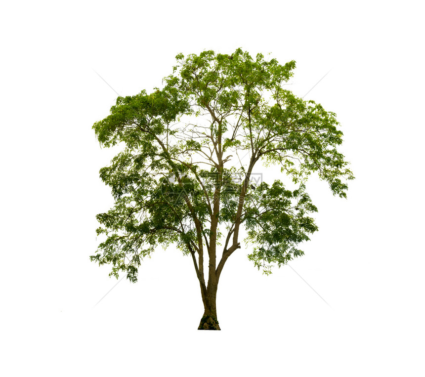生长白色背景上隔离的树木用于设计并有剪切路径的热带树和自然夏天图片