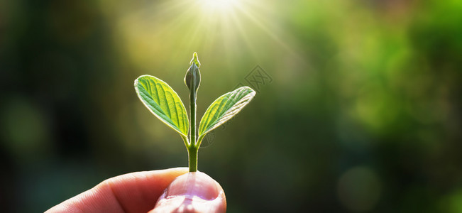 手握着小树用日出概念植种拯救地球节省培育种植图片