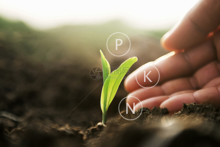 钙关心种植有手力和数字矿物标志农业概念的植物商业图片