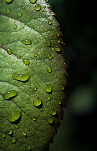 树生活一片单独的绿叶上面有水滴环境图片