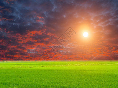 多云的绿稻和天空田气图片