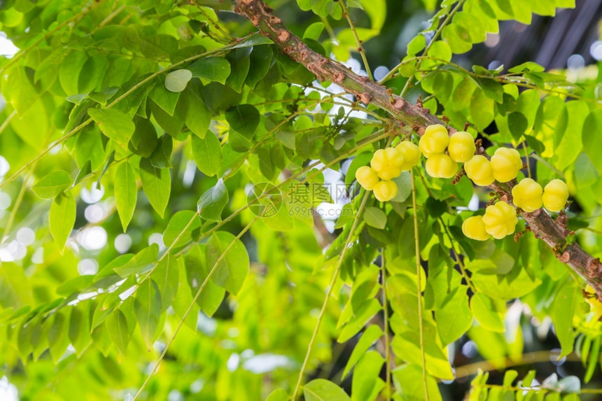 结石果汁种子绿叶背景的恒星鹅莓树图片
