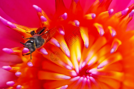 花蕊上的蜜蜂图片