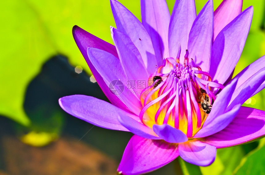 池塘花朵上的蜜蜂图片