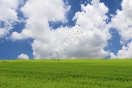 稻田绿和天空农业多云的图片