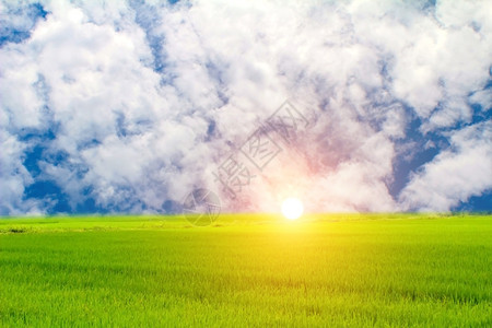食物玉石绿稻和天空叶子背景图片