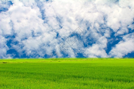 绿稻和天空气多云的晴天图片
